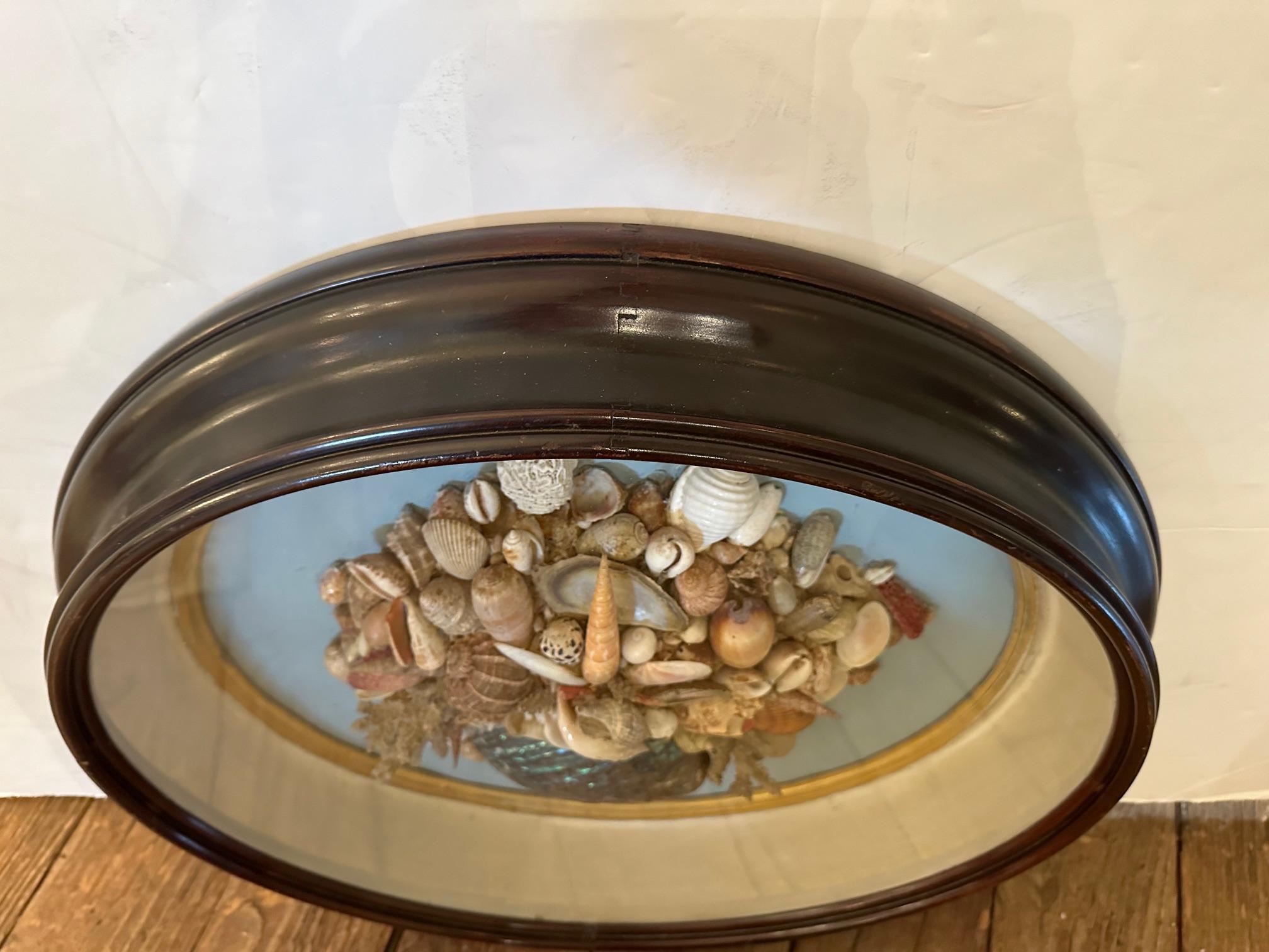 Beautiful Antique Oval Shell Shadow Box Diorama In Good Condition For Sale In Hopewell, NJ