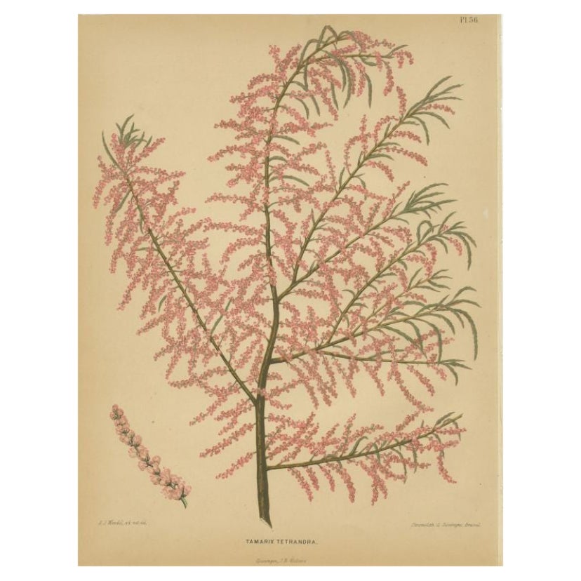 Beautiful Antique Print of the Tamarix Tetrandra by Severeyns, 1879