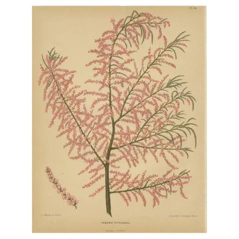 Beautiful Antique Print of the Tamarix Tetrandra by Severeyns, 1879