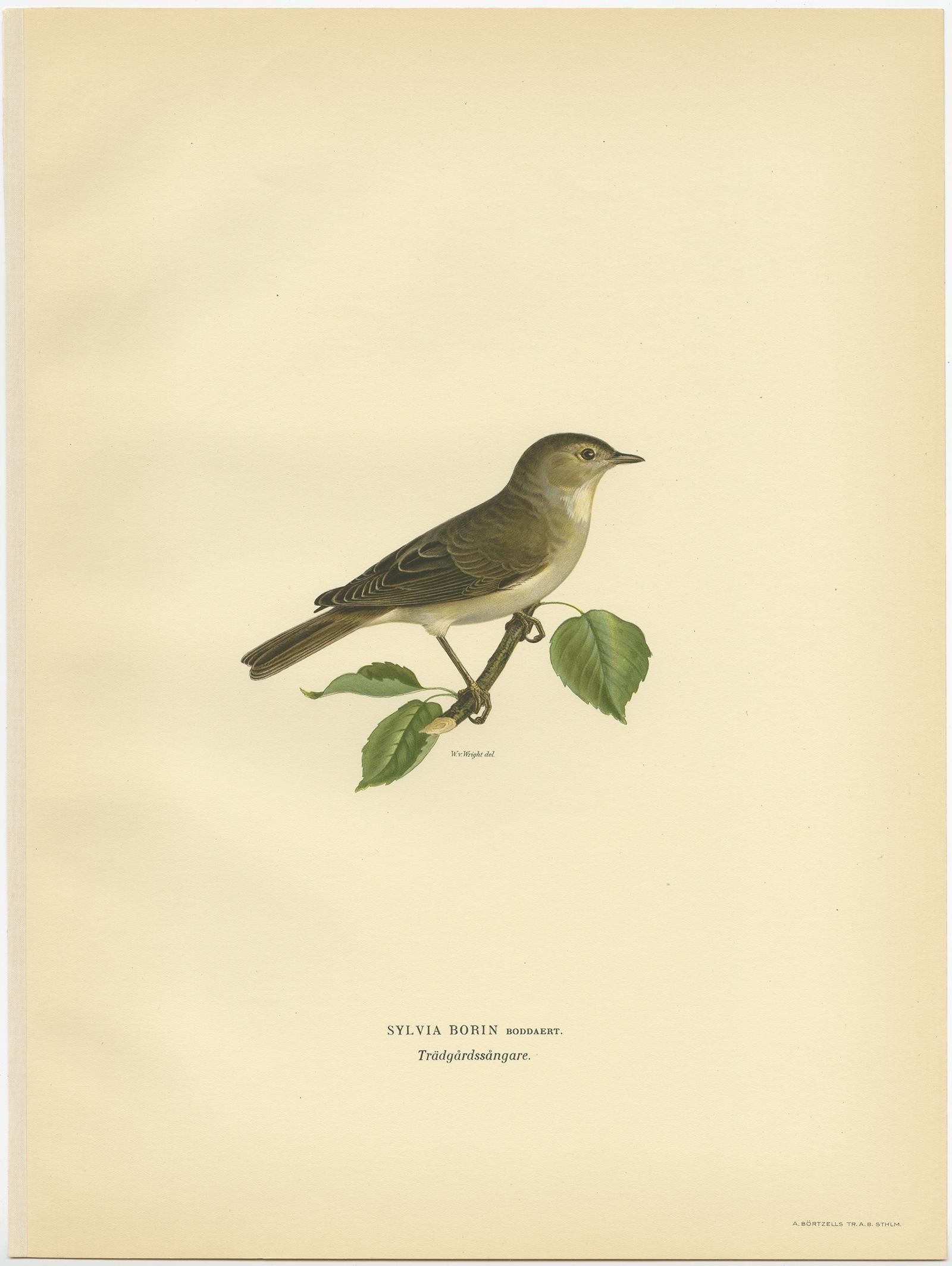 Antique bird print titled 'Sylvia Borin'. Old bird print depicting the garden warbler. This print orginates from 'Svenska Foglar Efter Naturen Och Pa Stenritade' by Magnus von Wright. 

Artists and Engravers: Printed in Stockholm. Magnus von