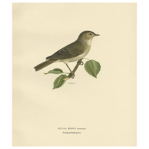 Beautiful Coloured Antique Bird Print of the Garden Warbler, 1927