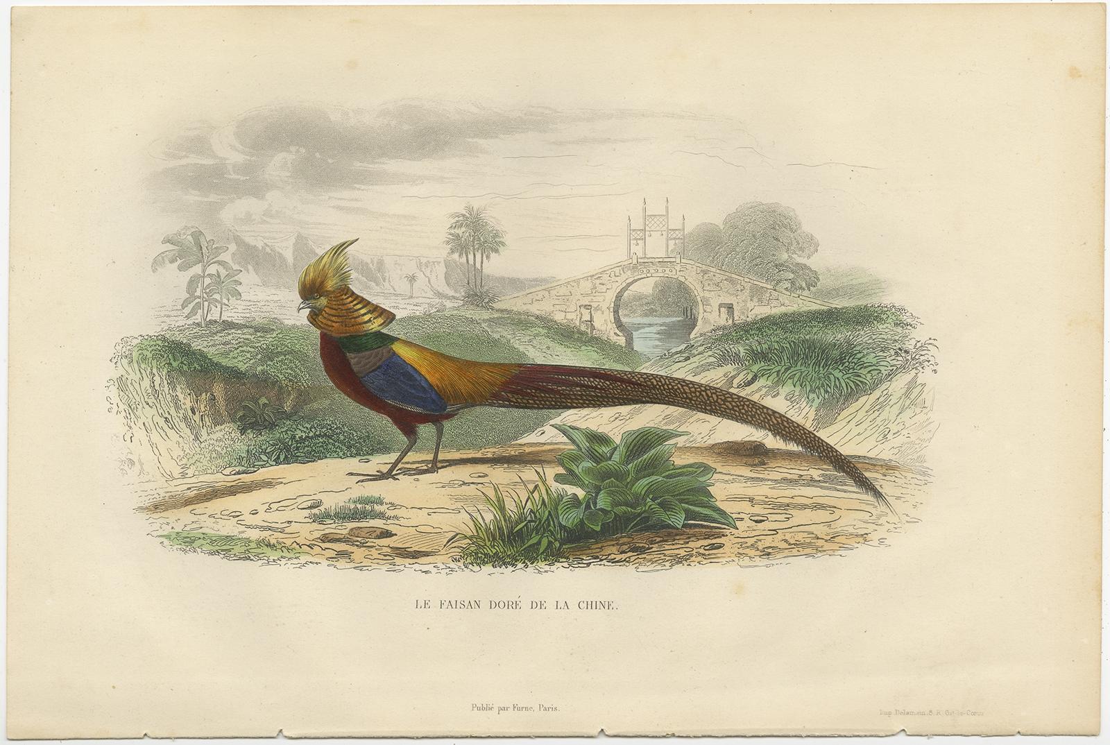 Antique print titled 'Le Faisan doré de la Chine'. Old print of the golden pheasant. Source unknown, to be determined. 

Artists and Engravers: Made by or after Georges-Louis Le Clerc, Comte de Buffon. Published by Delamain.

Condition: Very