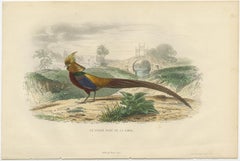 Beautiful Decorative Hand-Colored Print of a Golden Pheasant from China, C.1840