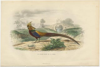 Beautiful Decorative Hand-Colored Print of a Golden Pheasant from China, C.1840, view 2