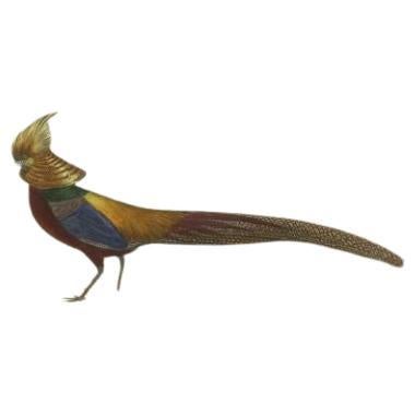 Schöner dekorativer handkolorierter Druck eines goldenen Fasanen aus China, um 1840 (19. Jahrhundert) im Angebot