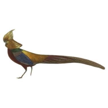 golden pheasant for sale