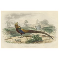 Schöner dekorativer handkolorierter Druck eines goldenen Fasanen aus China, um 1840