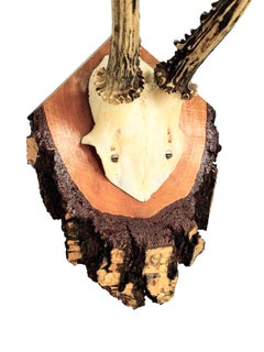 Beautiful Deer Antler Trophy on Wooden Plaque, Germany 1970s