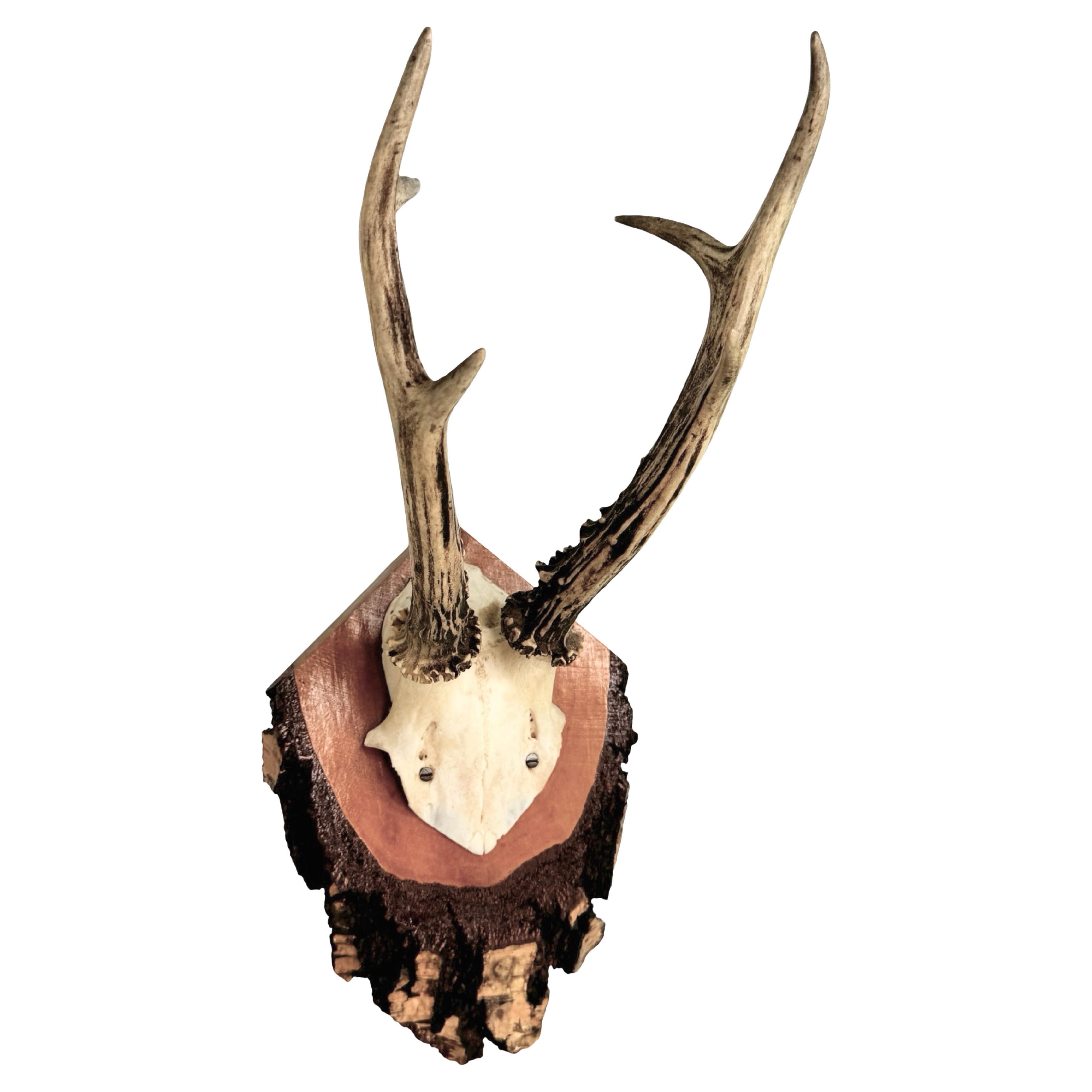 Magnifique trophée en bois de cerf sur plaque en bois, Allemagne, années 1970 en vente