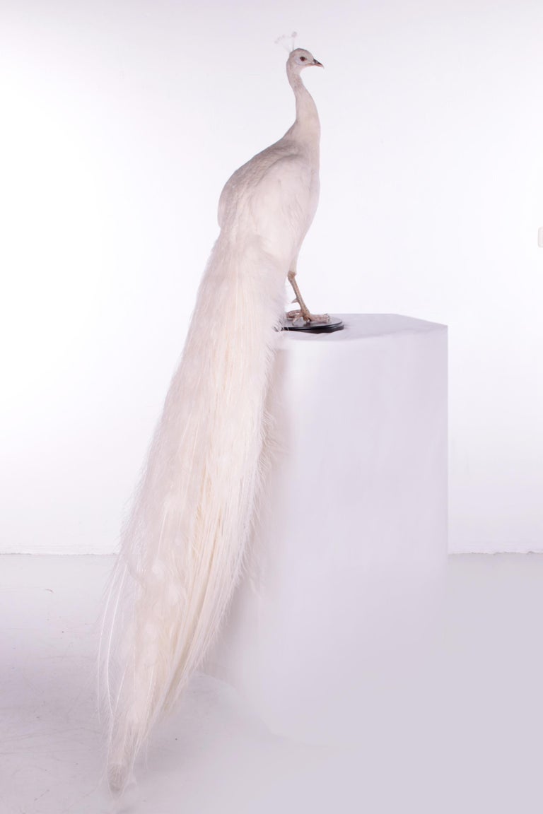 White peacock stuffed animal sales