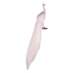 Beautiful Graceful Stuffed White Peacock