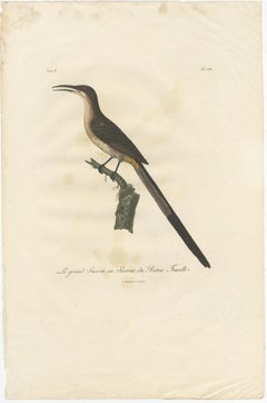 Beautiful Hand-Colored Antique Print of a Cape Sugarbird 'Promerops Cafer', 1810