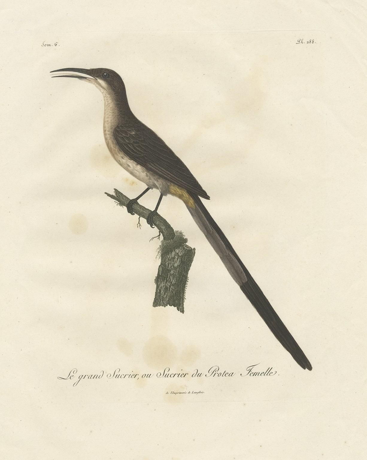Beautiful Hand-Colored Antique Print of a Cape Sugarbird 'Promerops Cafer', 1810 In Good Condition For Sale In Langweer, NL