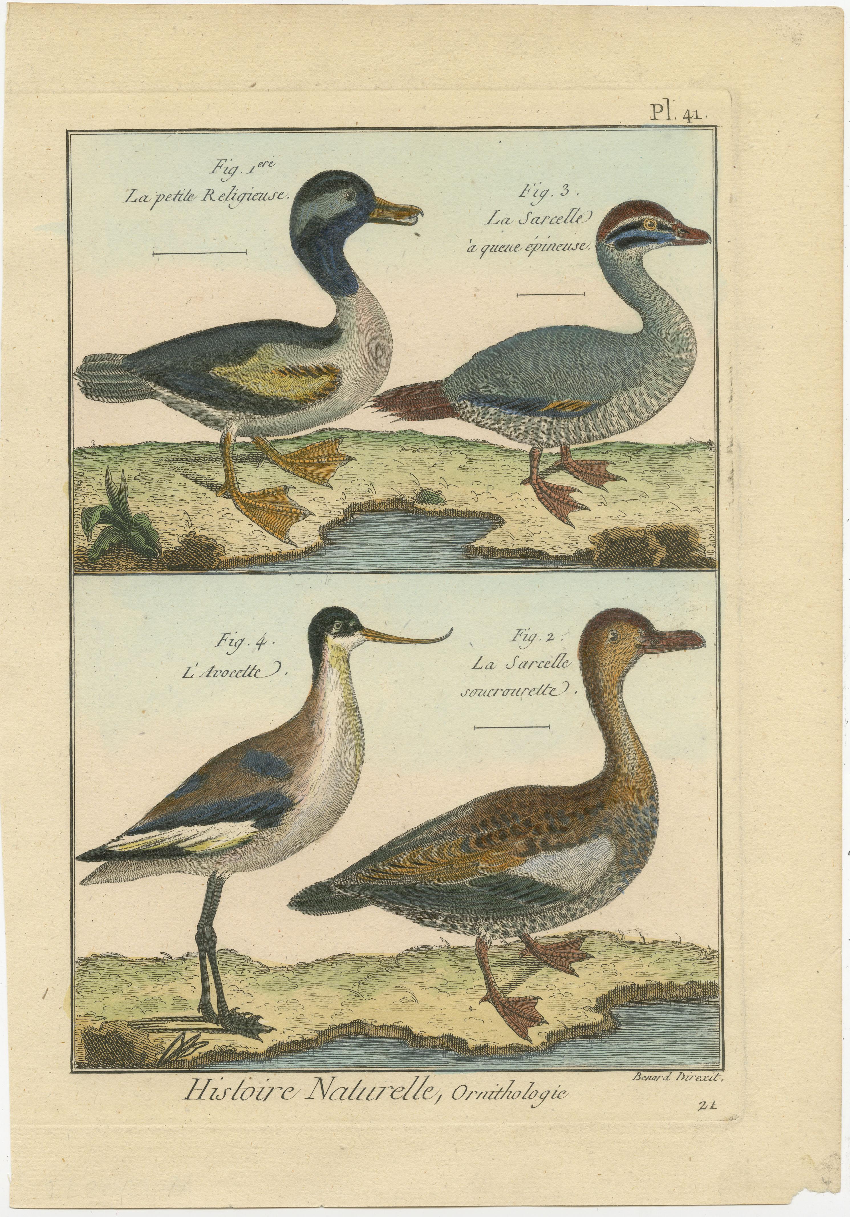 Eine authentische, perfekte und helle, ursprünglich handkolorierte Illustration von 3 Enten und einem Säbelschnäbler, auf Pergamentpapier (Kupferstich). Es hat einen feinen Glanz durch das authentisch aufgetragene Eigelb als Firnis. Der Künstler ist