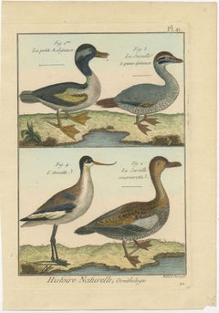 Beautiful, Hand-Colored, Rare Copper Engraving of 3 Ducks and An Avocet (1792).