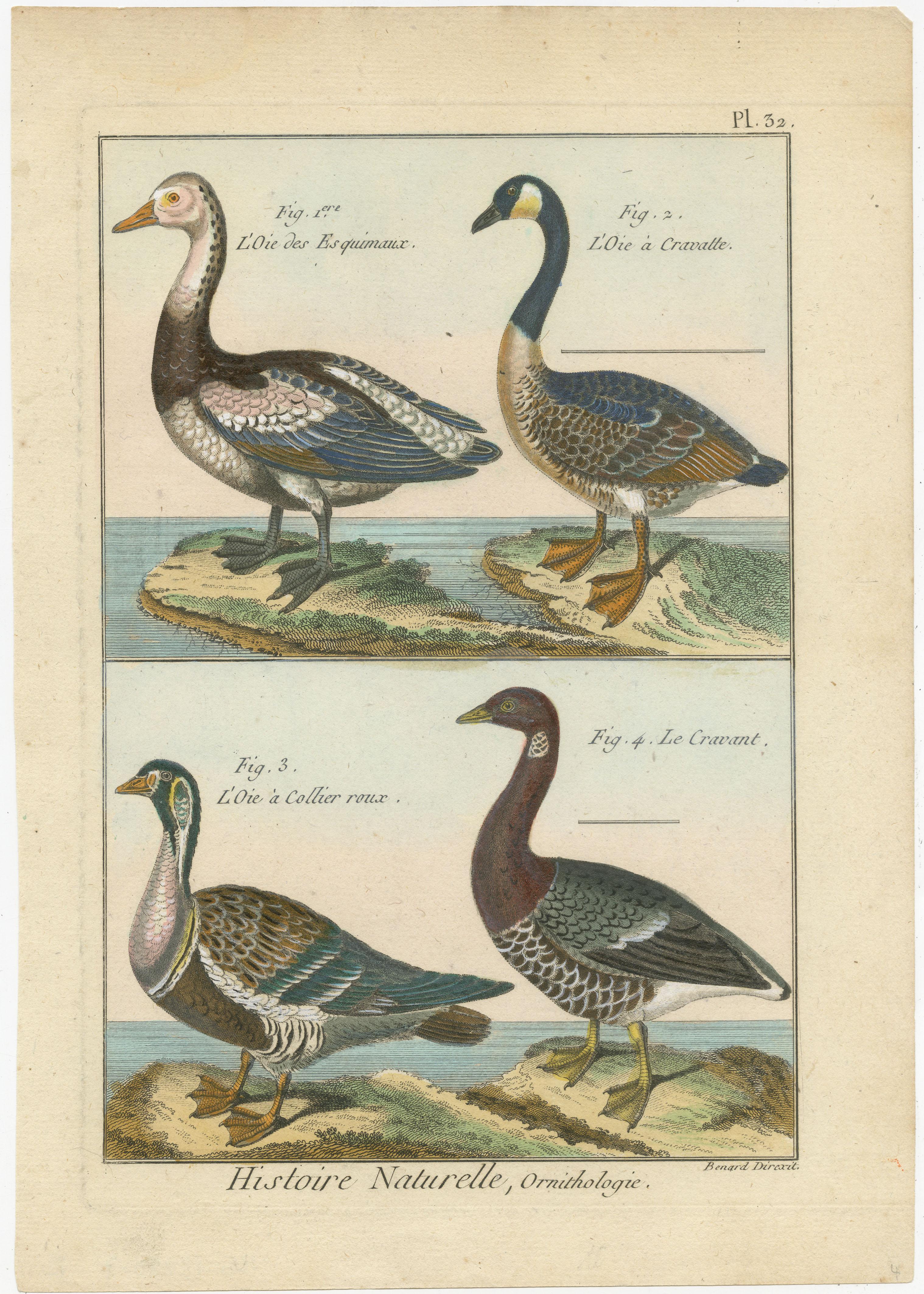 Beautiful, Hand-Colored, Rare Copper Engraving of Four Geese '1792' In Good Condition For Sale In Langweer, NL