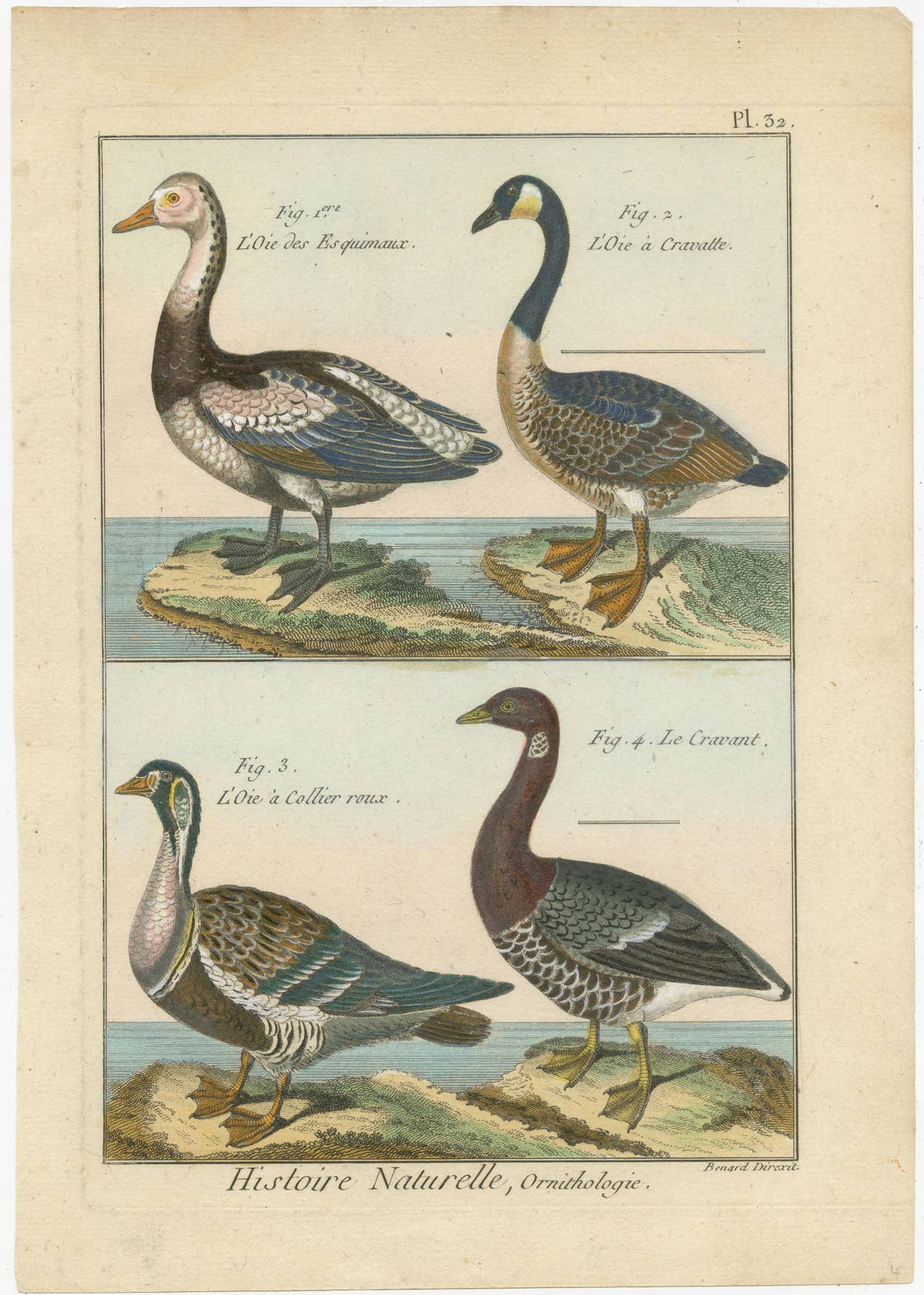 Beautiful, Hand-Colored, Rare Copper Engraving of Four Geese '1792'