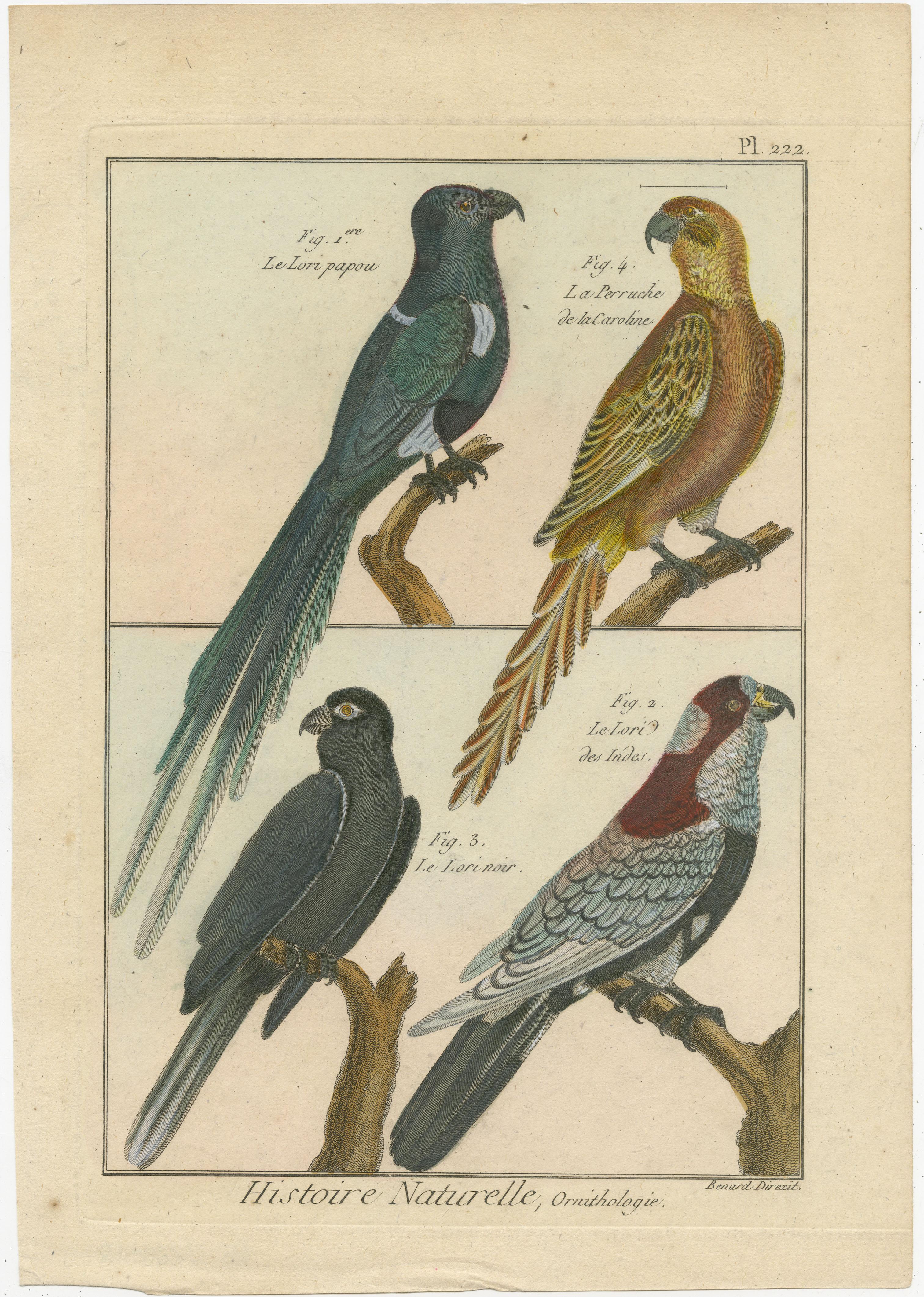 Eine authentische, perfekte und helle, ursprünglich handkolorierte Illustration von vier Papageien, auf Pergamentpapier (Kupferstich). Es hat einen feinen Glanz durch das authentisch aufgetragene Eigelb als Firnis. Der Künstler ist Robert Bernard