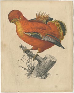 Beautiful Hand-Coloured Antique Bird Print of Poultry, 1847