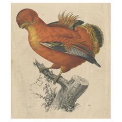 Beautiful Hand-Coloured Antique Bird Print of Poultry, 1847