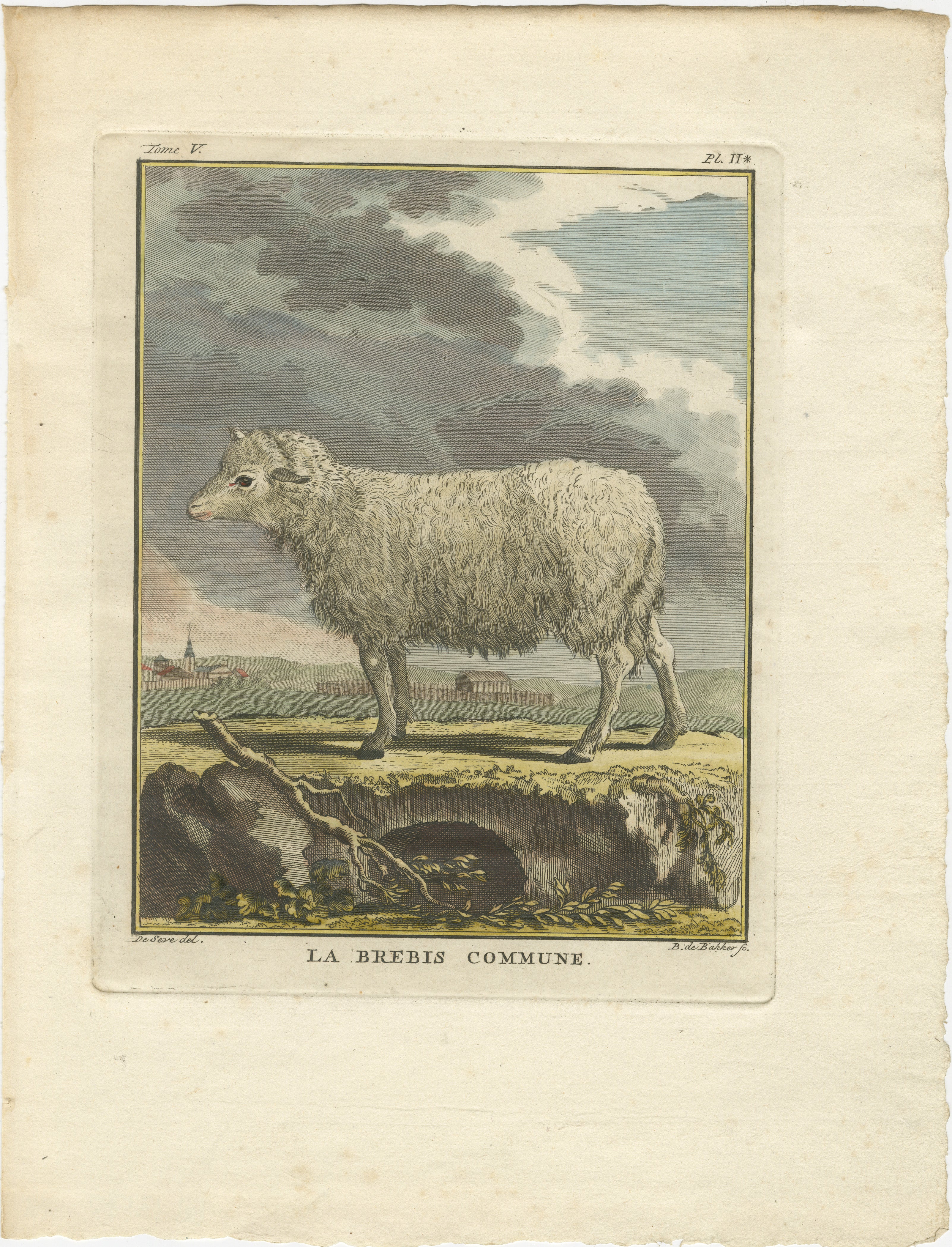 Schöner handkolorierter Schafstich von 1769 aus Buffons niederländischer Ausgabe

Dieser bezaubernde Stich aus dem 18. Jahrhundert mit dem Titel La Brebis Commune (Tafel II aus Band V) stammt aus der niederländischen Ausgabe von Buffons Histoire