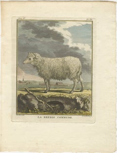 Beautiful Hand-Coloured Sheep Engraving from Buffon’s Dutch Edition, 1769