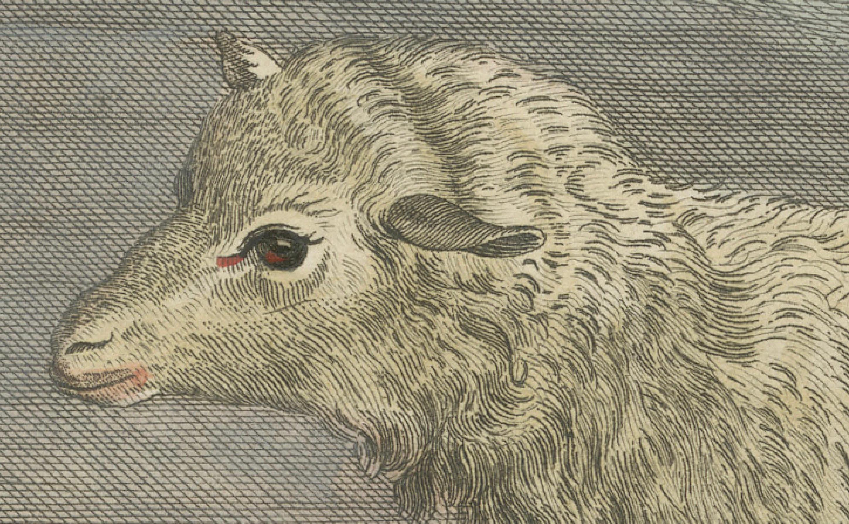 Schöner handkolorierter Schafstich aus Buffons niederländischer Ausgabe von 1769 (Niederländisch) im Angebot