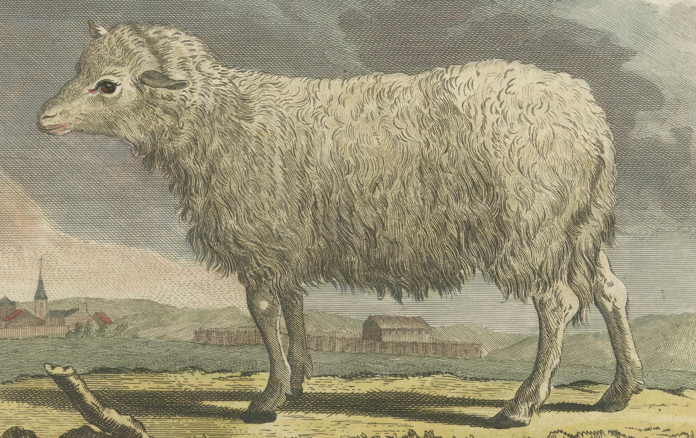 Schöner handkolorierter Schafstich aus Buffons niederländischer Ausgabe von 1769 (Graviert) im Angebot