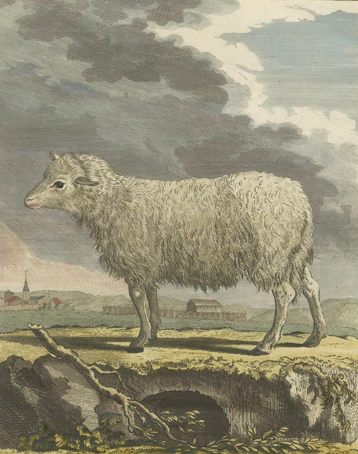 Schöner handkolorierter Schafstich aus Buffons niederländischer Ausgabe von 1769 im Zustand „Gut“ im Angebot in Langweer, NL