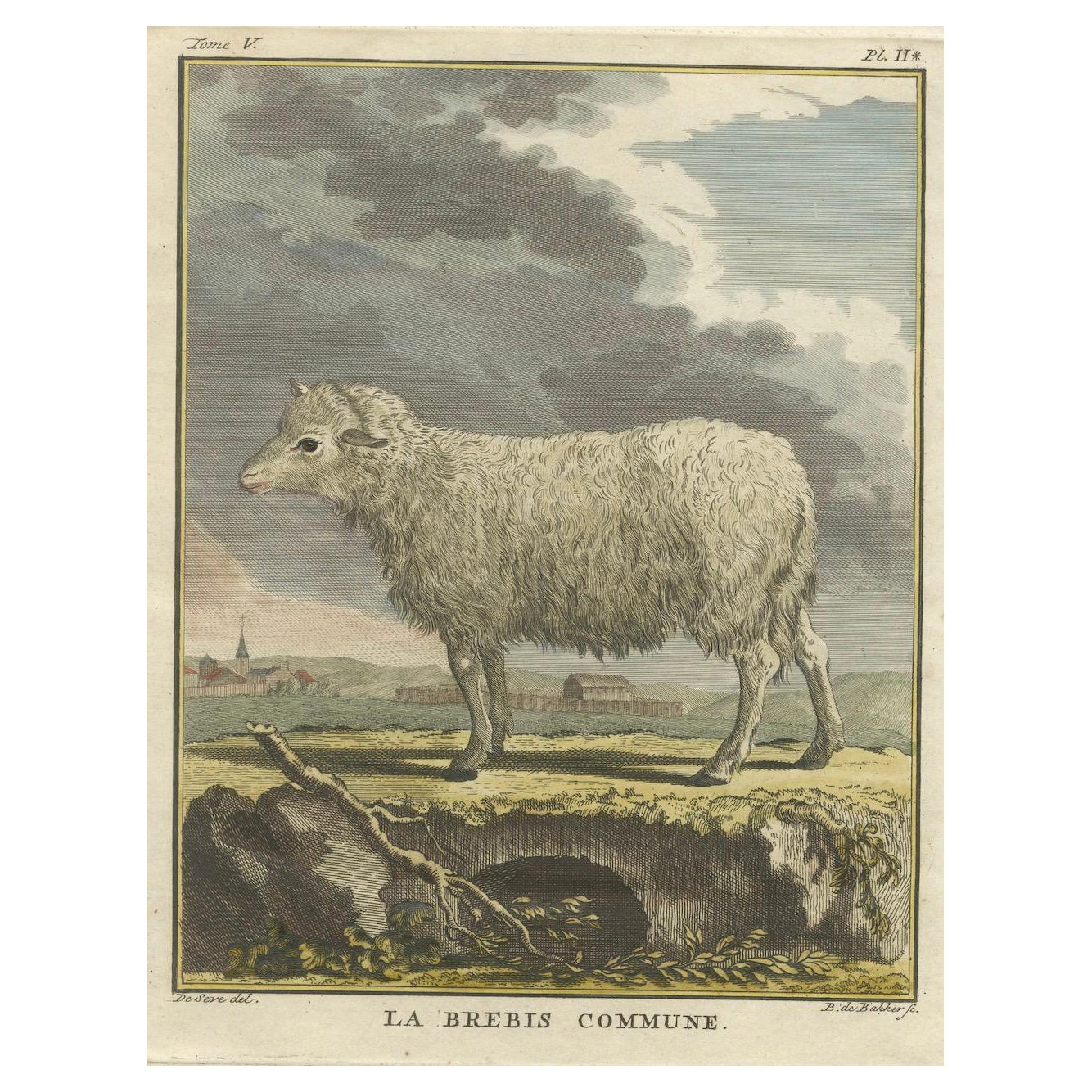 Magnifique gravure de mouton coloriée à la main, tirée de l
édition hollandaise de Buffon, 1769