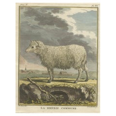 Antique Beautiful Hand-Coloured Sheep Engraving from Buffon’s Dutch Edition, 1769