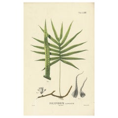 Beautiful, Hand-Crafted Lithograph of Ferns of Indonesia (Polypodium), 1829