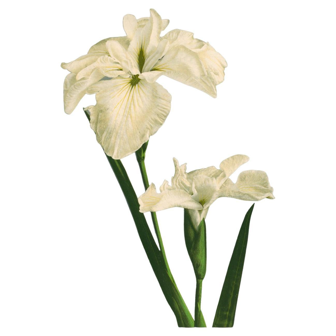 Beautiful Japanese Archival Ink Photo Print, "Iris" For Sale at 1stDibs