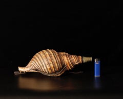 Bellissima tromba giapponese Horagai a conchiglia del periodo Edo (XVIII-XIX secolo)