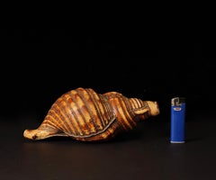 Beautiful Japanese Horagai Conch Shell Trumpet Edo Period (18th–19th Century)