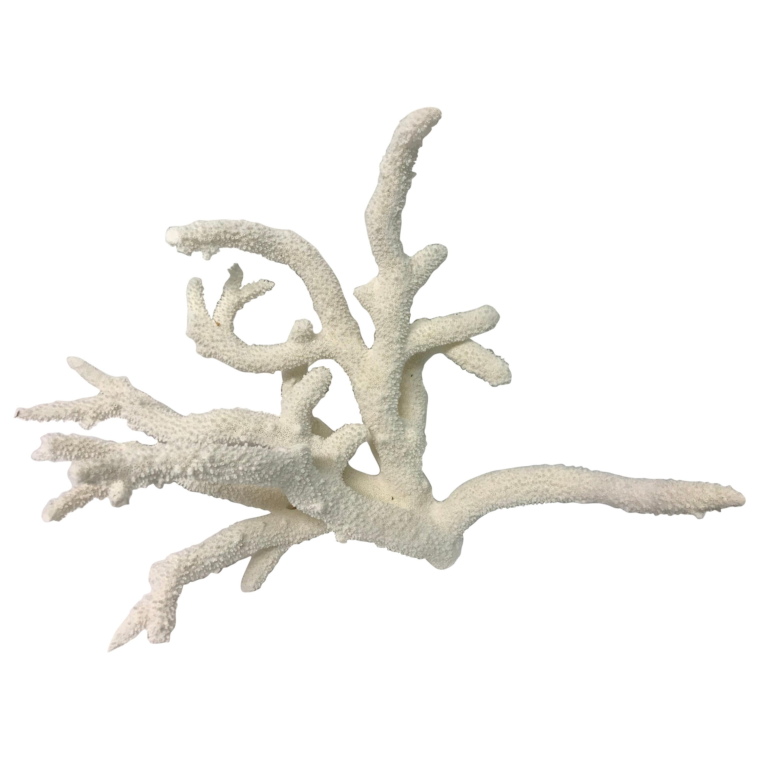 Beautiful Large Branch Coral Specimen