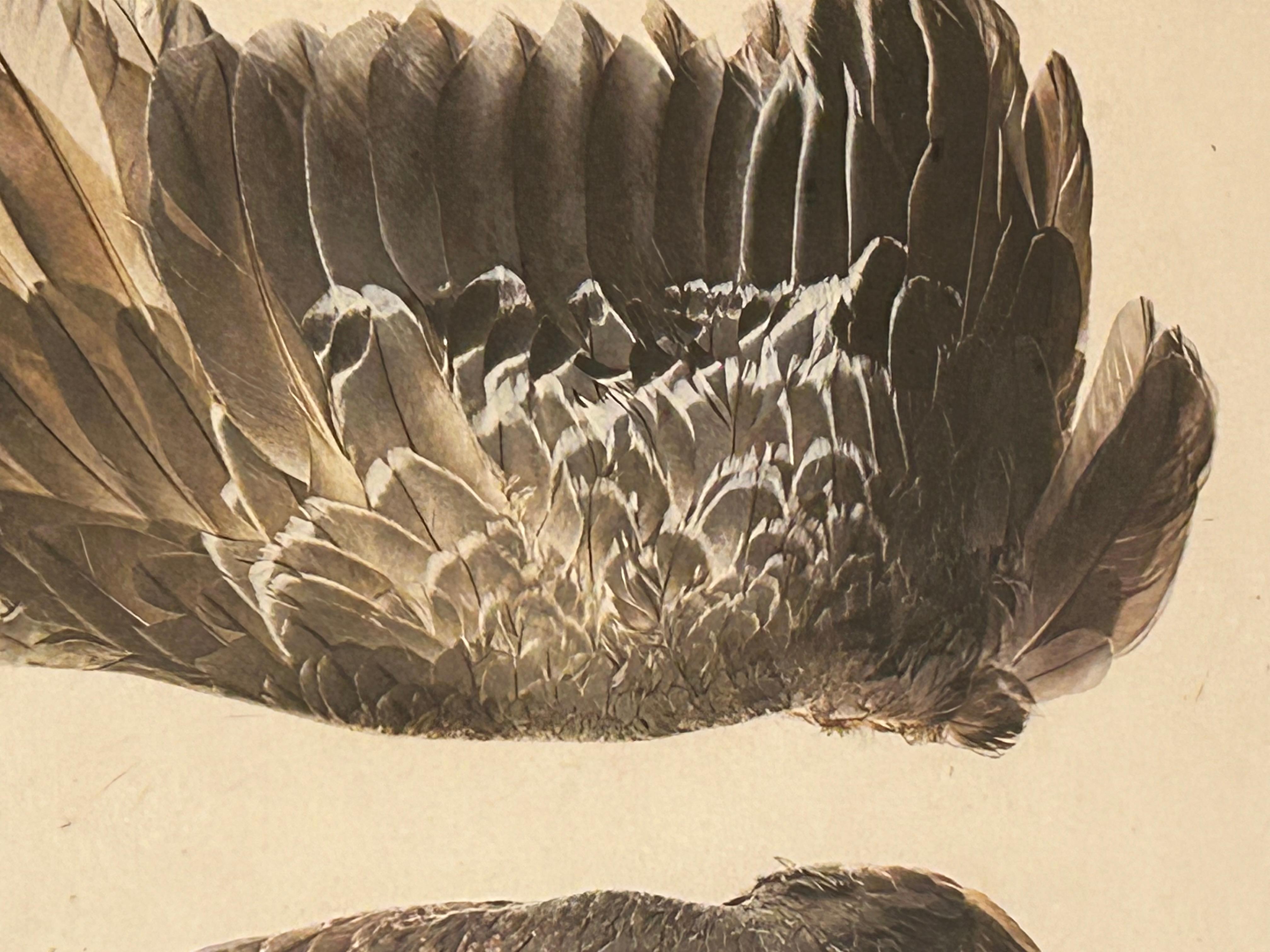 Beautiful Large Format Photographs on Parchment of Owl & Duck’s Wings For Sale 3