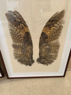 Beautiful Large Format Photographs on Parchment of Owl & Duck’s Wings