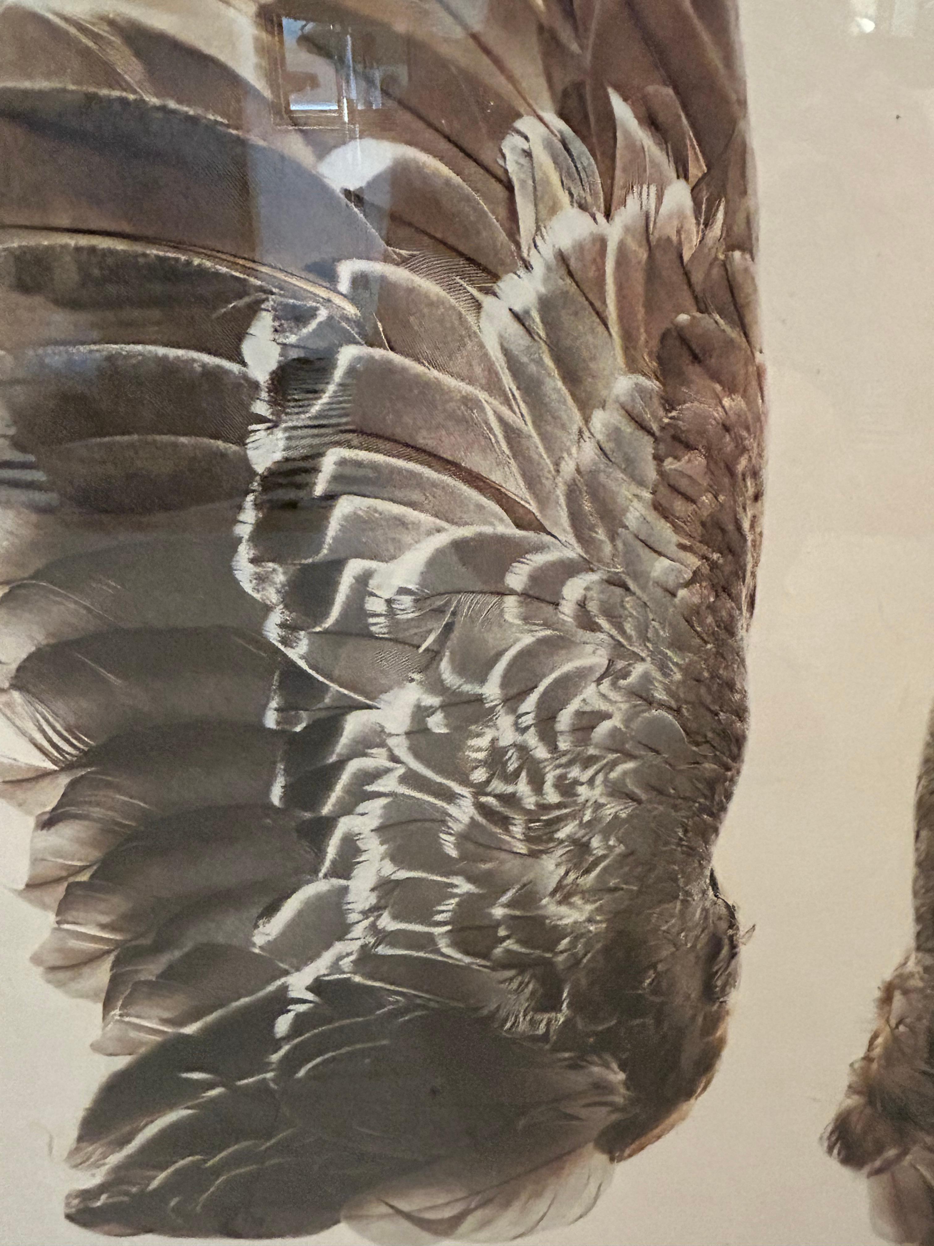 Organic Modern Beautiful Large Format Photographs on Parchment of Owl & Duck’s Wings For Sale