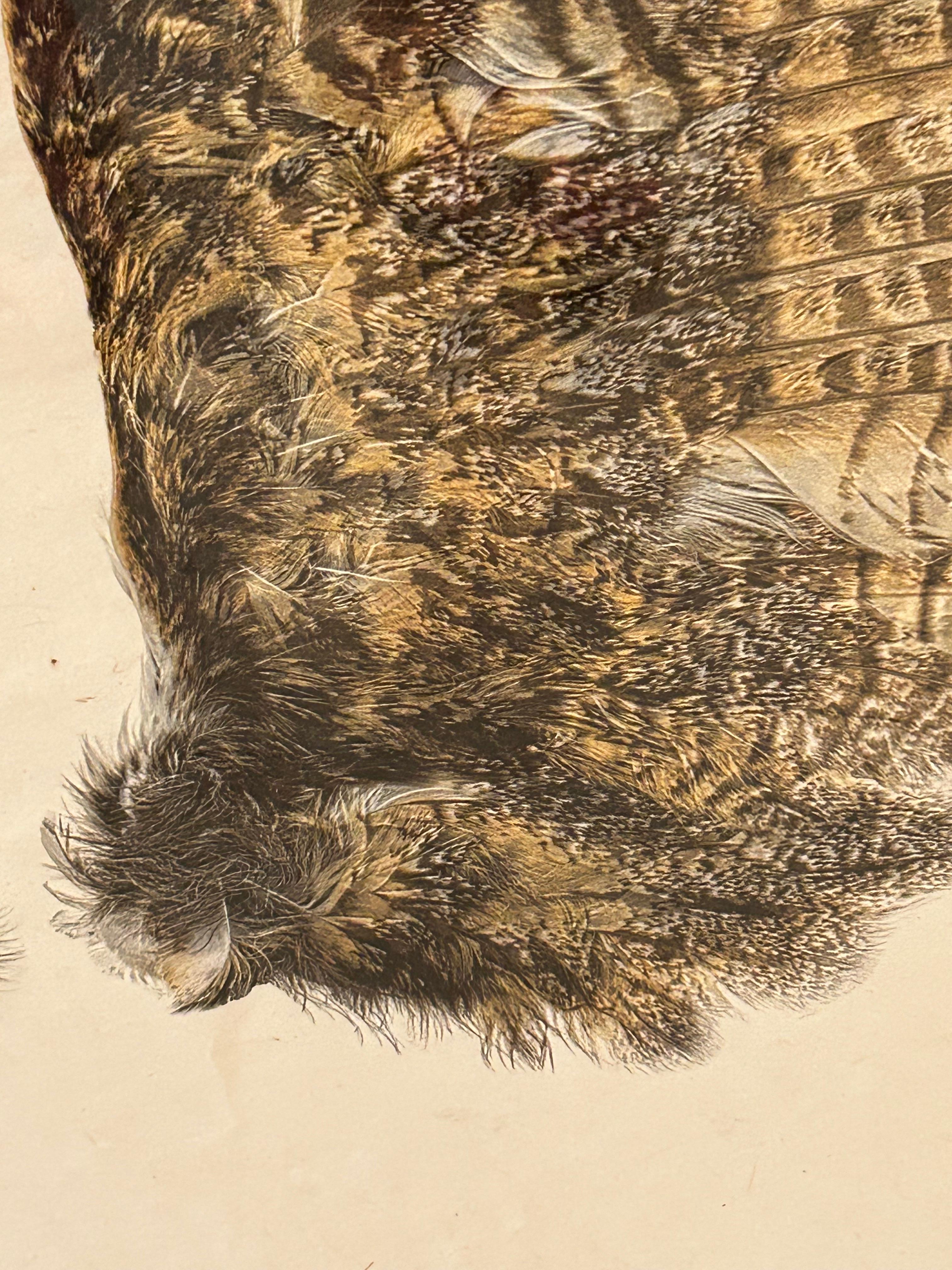 American Beautiful Large Format Photographs on Parchment of Owl & Duck’s Wings For Sale
