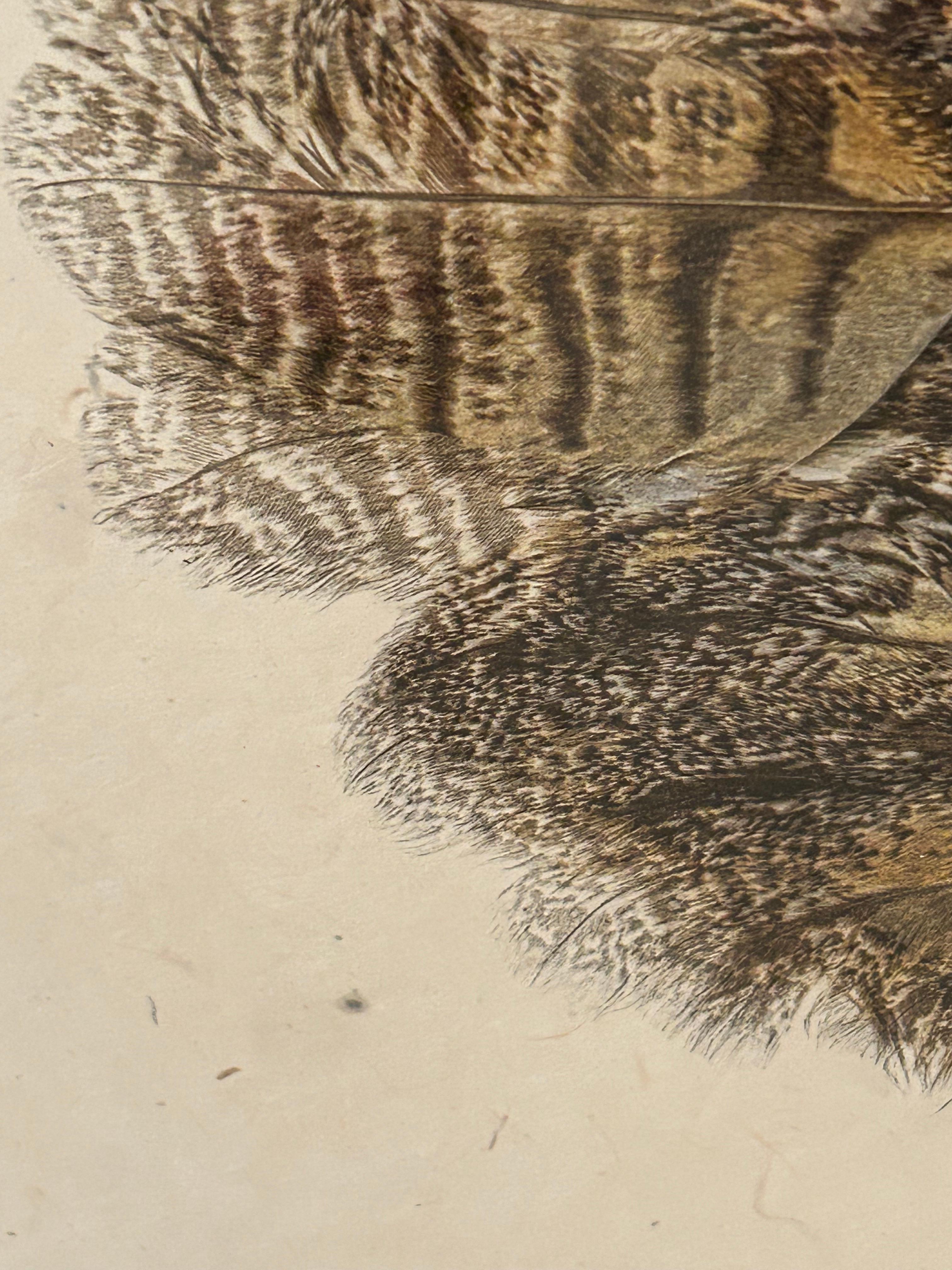 Beautiful Large Format Photographs on Parchment of Owl & Duck’s Wings In Good Condition For Sale In Hopewell, NJ