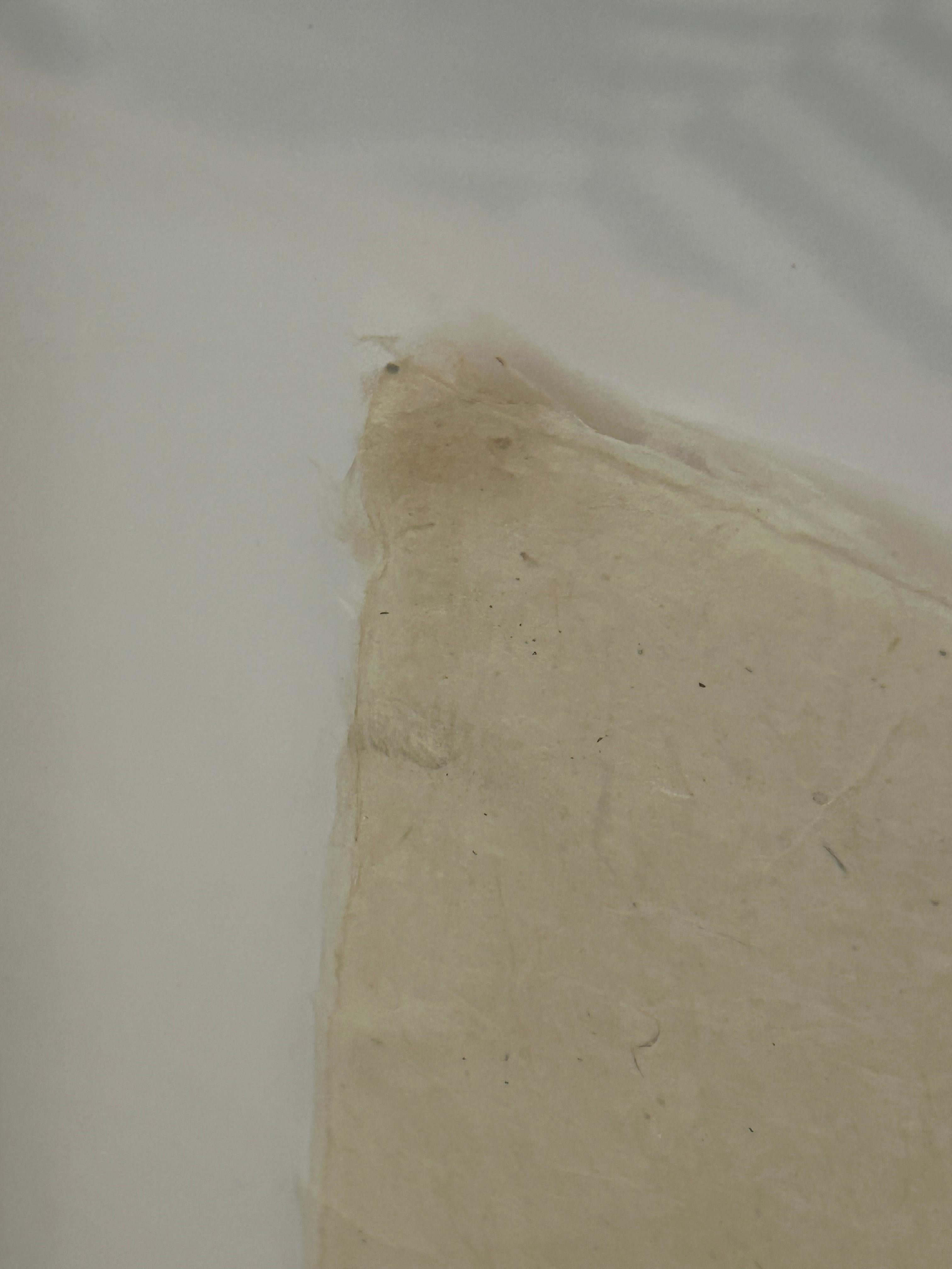 Wood Beautiful Large Format Photographs on Parchment of Owl & Duck’s Wings For Sale