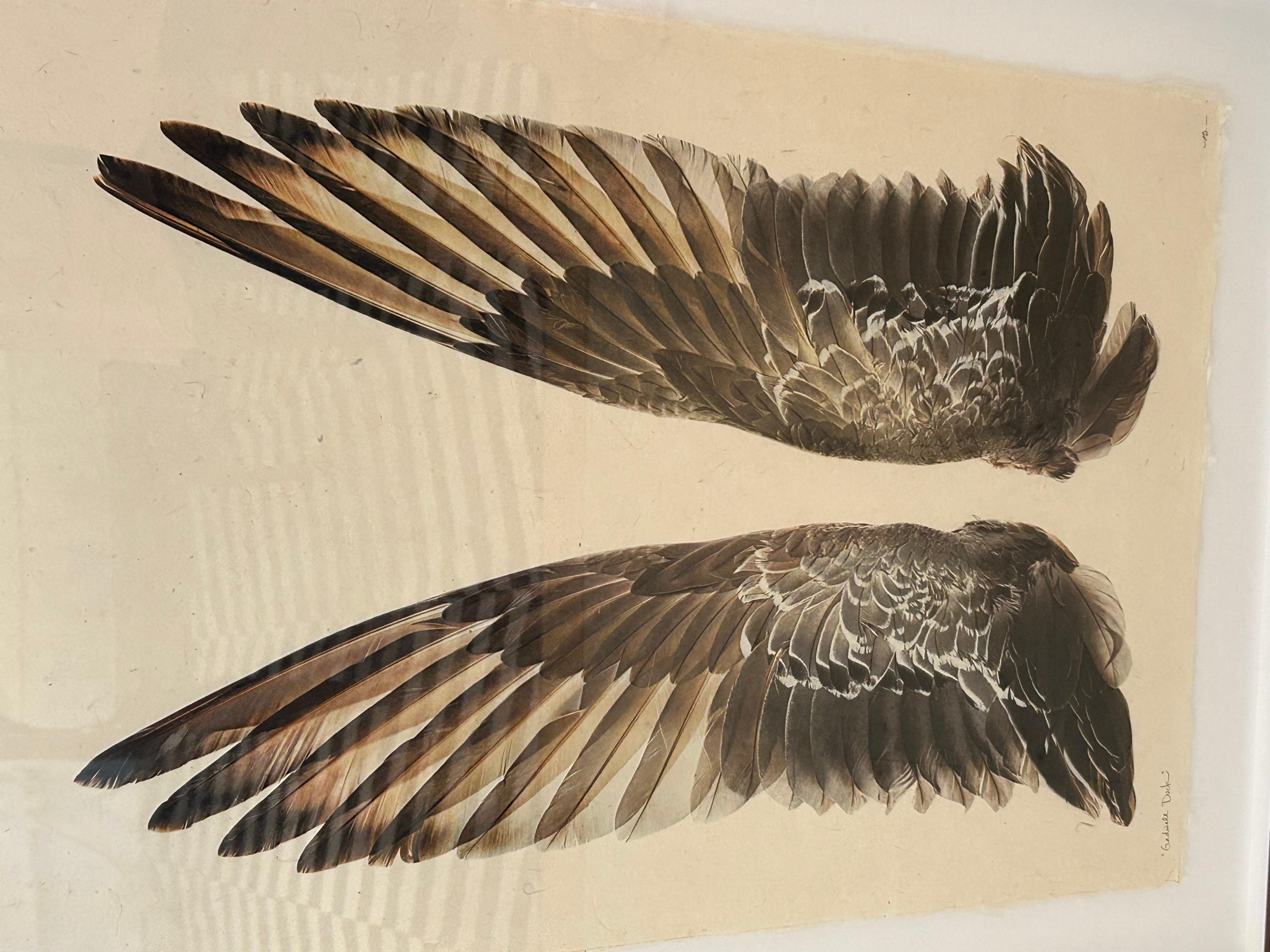 Beautiful Large Format Photographs on Parchment of Owl & Duck’s Wings For Sale 1