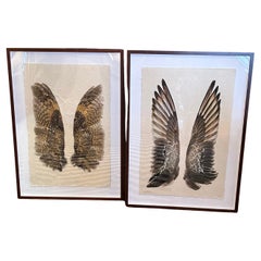 Beautiful Large Format Photographs on Parchment of Owl & Duck’s Wings