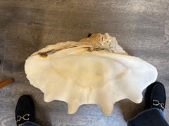 Beautiful large Giga shell