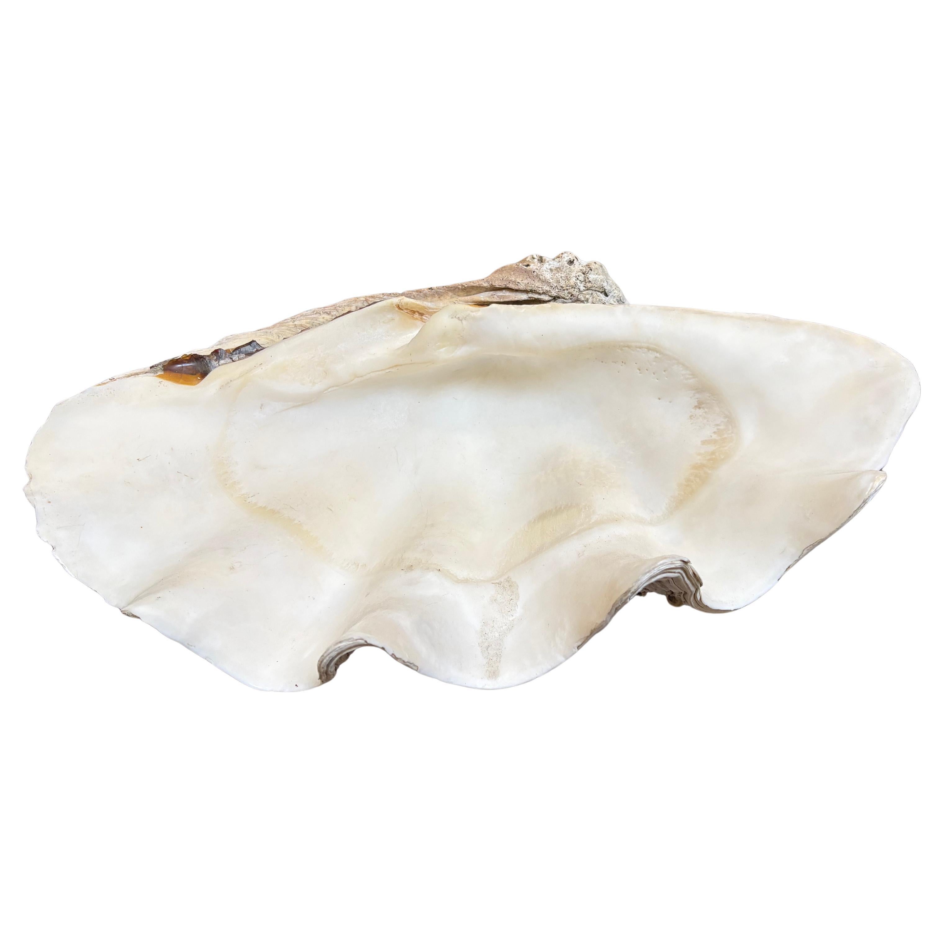 Beautiful large Giga shell