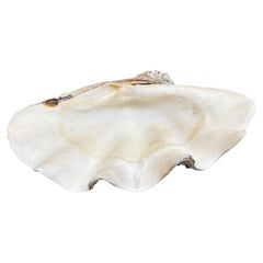 Beautiful large Giga shell