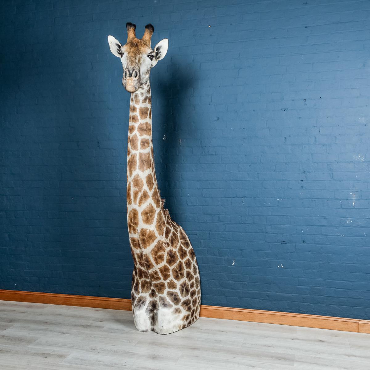 A huge African taxidermy shoulder mount giraffe of massive proportions and extremely well prepared, designed to be wall hung.

CITES Appendix II, Annex B.

Please note that our interior pieces are located at our Interior Design Showroom in