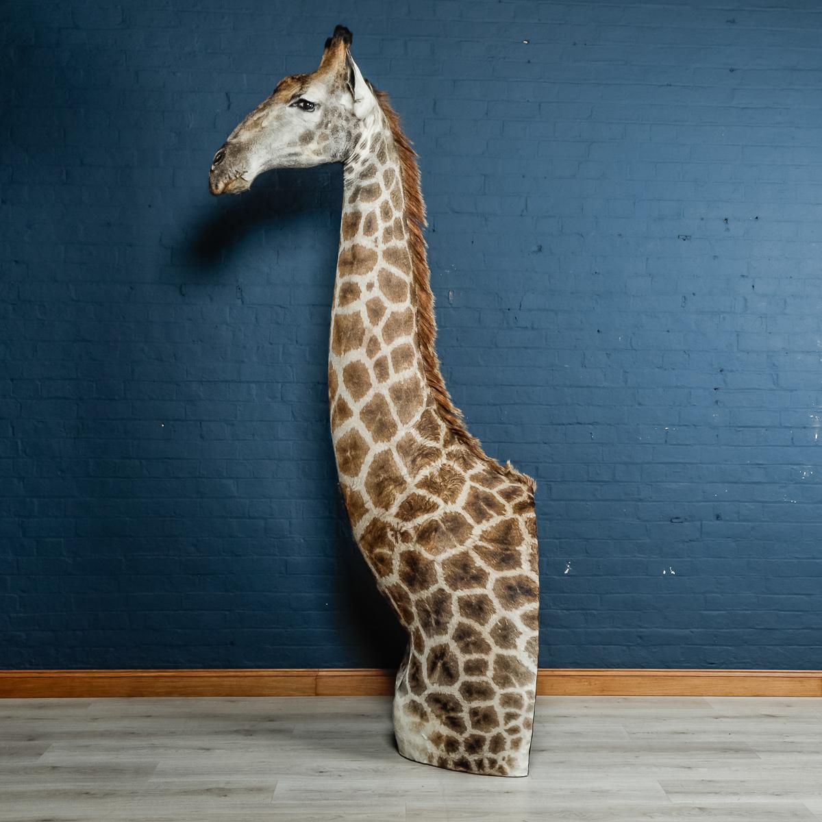 Hide Beautiful Late 20th Century Taxidermy Shoulder Mount Giraffe