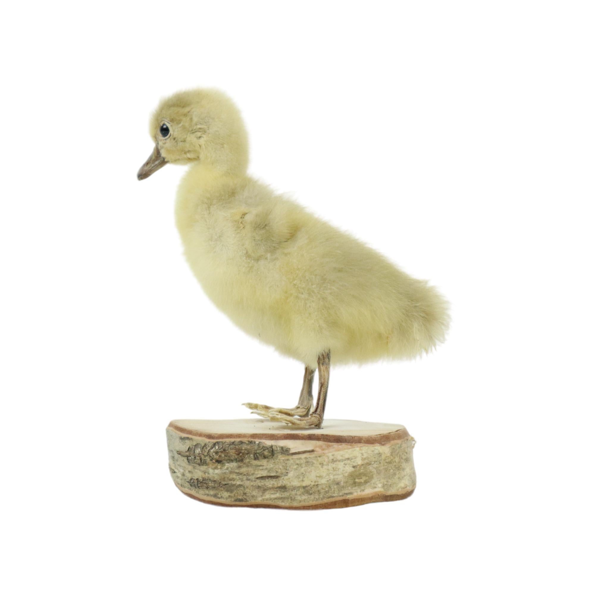 Pulcino d'oca splendidamente montato, corpo intero montato su un pezzo rotondo di legno di betulla, rarità dell'inizio del XXI secolo.

Pulcino d'oca montato professionalmente, nel rispetto dell'animale, le zampe sono disidratate. Un bell'oggetto